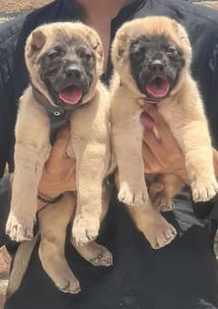 Kurdish Kangal 2 month pair for sale security dog