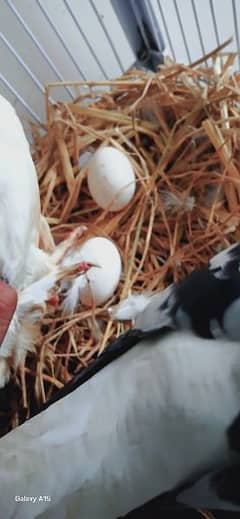 PIGEONS PAIR WITH EGG