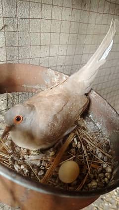 Diamond dove breeder male and red dove breeder female breeder pair hai