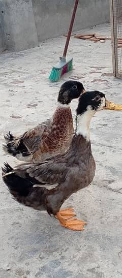 ducks pair