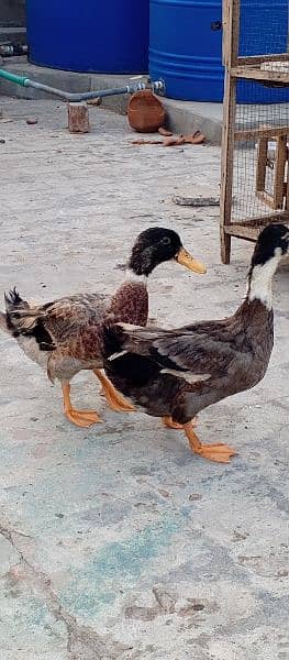 ducks pair 1