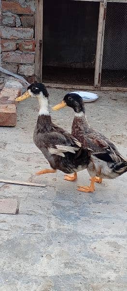 ducks pair 2