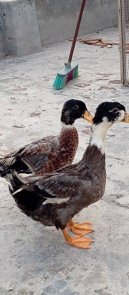 ducks pair 4