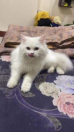 white cat persian