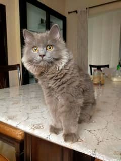 cute gray persian male cat 6 month