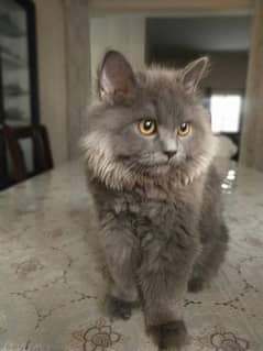 gray Persian cat 6 month