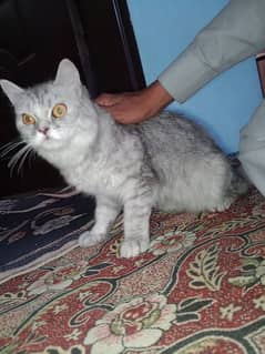 My Lovely Cat