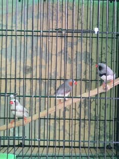 3 Finches Male And 2 Australian Available