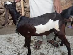 bakra male goat . lot available