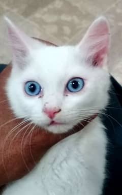 Persian Male kitten for sale 03034007030