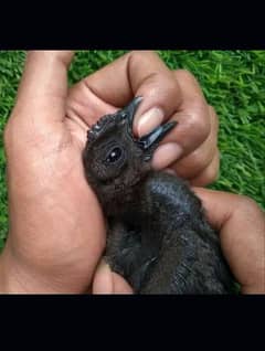 Ayam Cemani Black Tongue