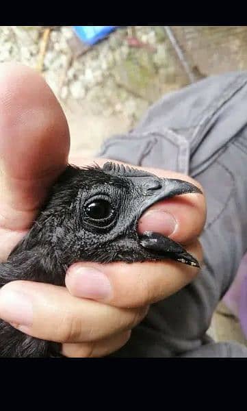 Ayam Cemani Black Tongue 1