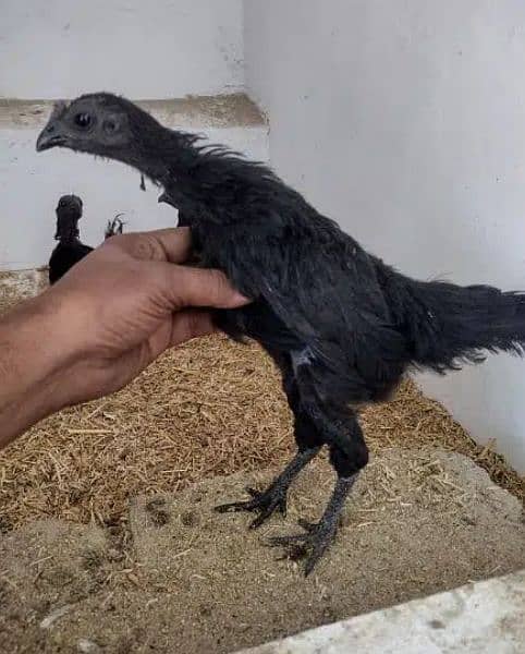 Ayam Cemani Black Tongue 2