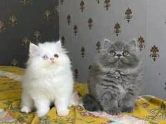 Persian kittens pair triple coat for sale contact Whatsapp03284714853