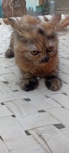 Golden Persian cat