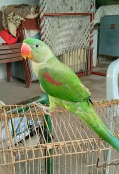 Raw parrot for Sela age 3 months
