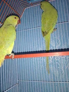 green parrots 8month age