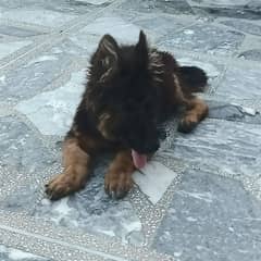 3 month old triple coat german Shepherd