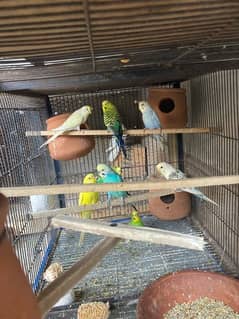 Australian parrots and others