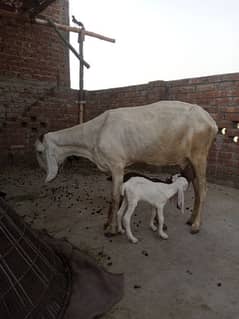 goat with 2 baby 1 male 1 female 03077109489