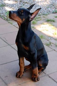 doberman puppies available