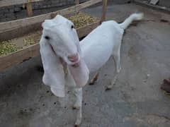 Rajanpuri Goat