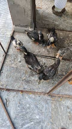 duck for sale almost 5month old active healthy