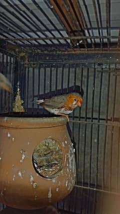 Orange Fiches & Zebra Finches