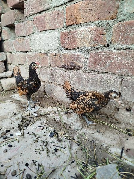 Golden Sabrite King Size Shamo Chicks & Pathe Pathian 03096705051 11