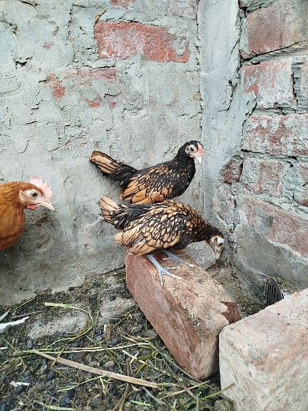 Golden Sabrite King Size Shamo Chicks & Pathe Pathian 03096705051 12