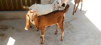 Beautiful goats for sell