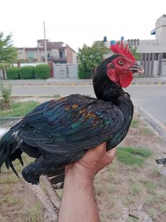 Best aseel rooster for sale