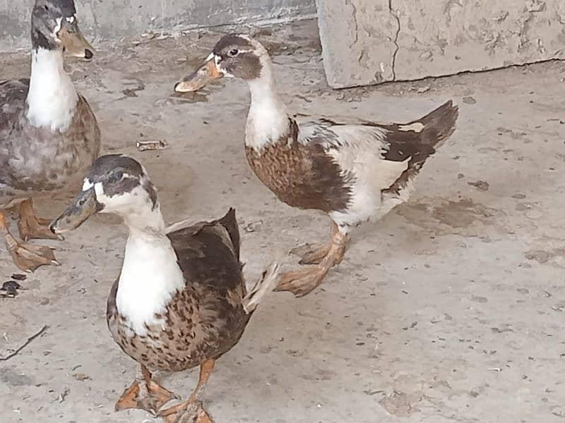 BREADER DUCKS FOR SALE 2