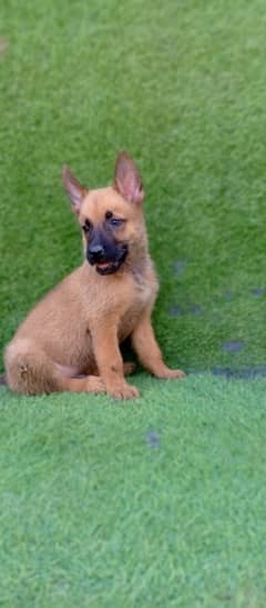 Golden chance to avail Belgian Malinois puppies