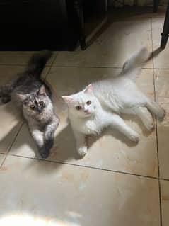 Persian cats