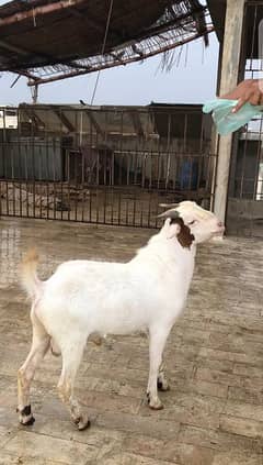 teddy bakra for sale 9 month