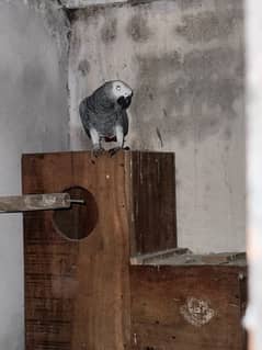 African Grey Adult Pair with DNA papers