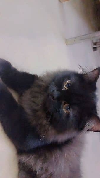 Black Persian Male Cat . . . 5