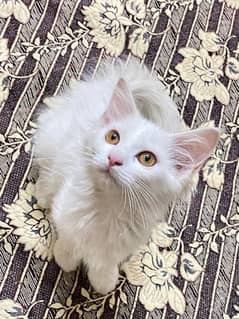 Persian Cat Double coat Vaccinated