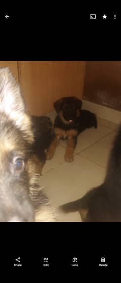 High Quality German shepherd puppies, Gift for gsd lovers