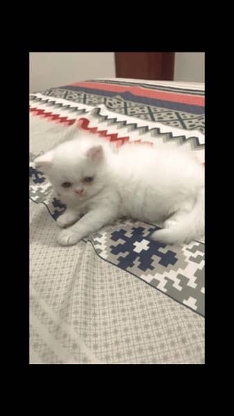 Persian kitten punch face 1