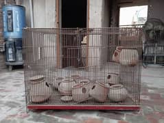 Hen | Bird Cage for sale