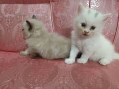 Persian kitten for sale