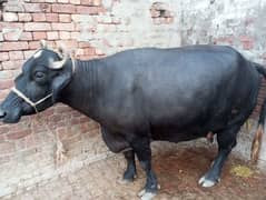 taza sui buffalo 12 kg milk