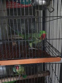 2 raw parrots male