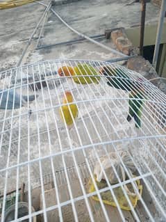 I am selling for parrots 2 pair aik alag sa female ha total 5 ha