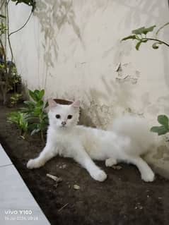 Who want to buy this cute cat