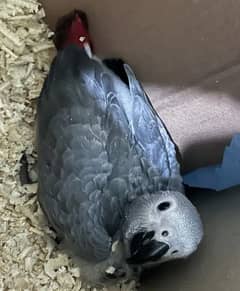 African grey parrot male or female,03284776406. .