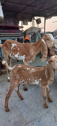 Goat Family for new shelter