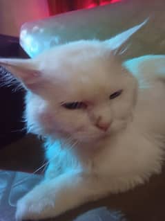 White Rescued Persian Cat For Sale
